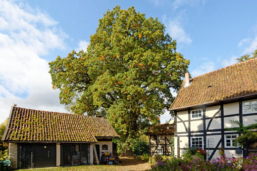 Eiche an der Harste bei Emmenhausen