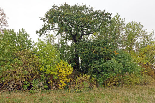 Weißensee (BHU: 5,95 m)