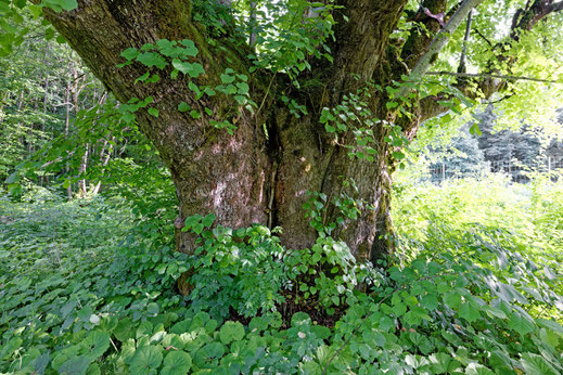 Antenberglinde bei Obersalzberg