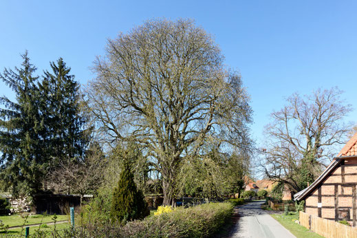 Rosskastanie in Estorf
