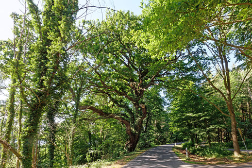 Waldshagen (BHU: 6,03 m)
