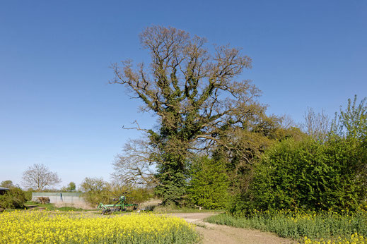 Kayhof (BHU: 6,12 m)