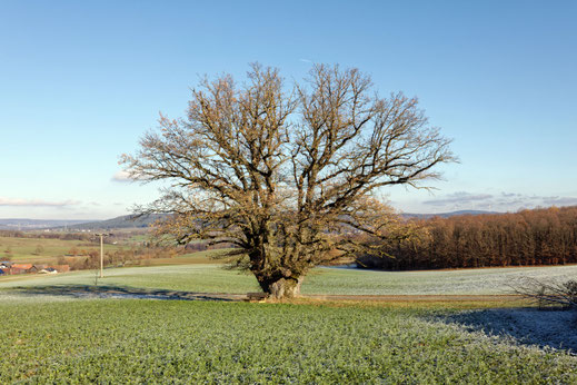 Eiche bei Zeublitz