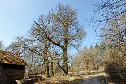 Unterhölzer Wald, Große Eiche (BHU: 5,95 m)