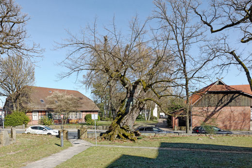 Linde in Jembke
