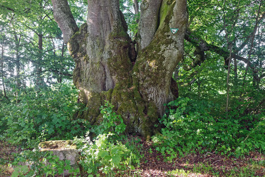 Buche bei Scharenstetten