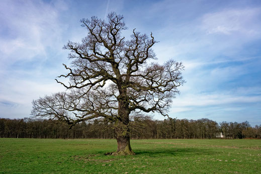 Eiche auf der Wiese bei Lehsen