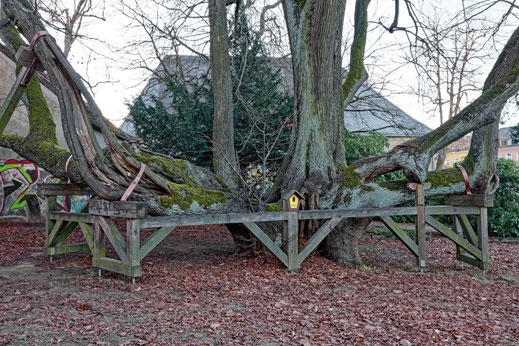 Auferstehungslinde in Annaberg-Buchholz