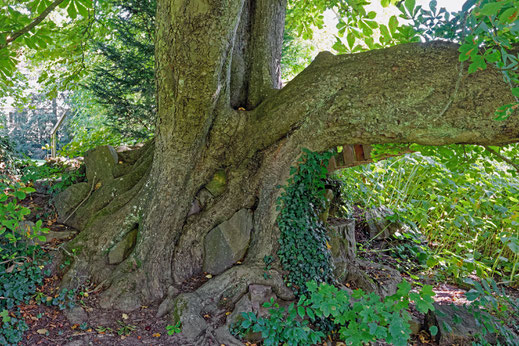 Kastanie im Abteipark in Mettlach