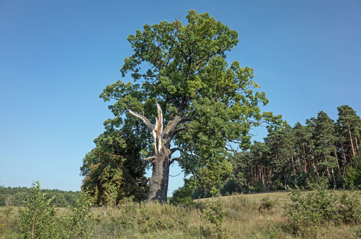 Eiche bei Oderin