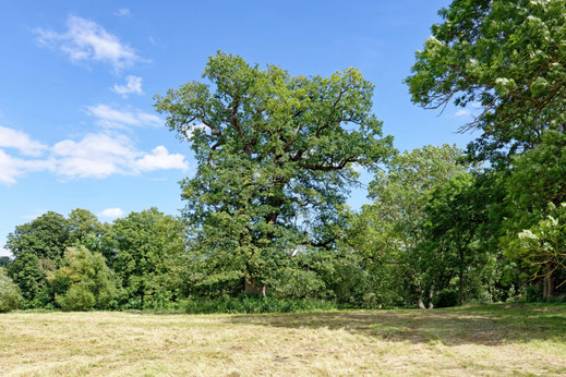Faulenrost (BHU: 6,80 m)