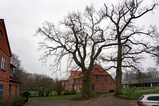 Eiche beim Gut Marutendorf