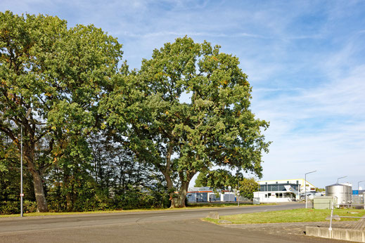 Wengerohr, Dicke Eiche (BHU: 5,99 m)