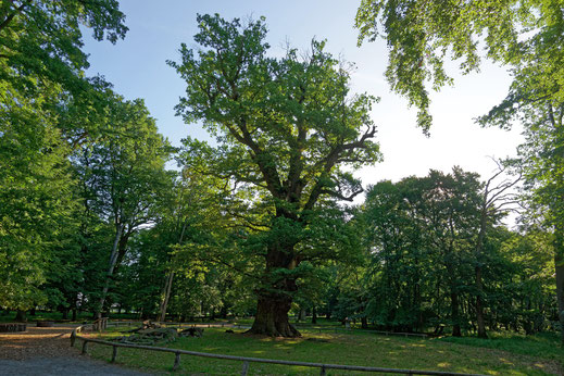 Große Eiche im Ivenacker Tiergarten bei Ivenack