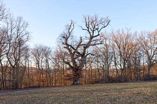 Eiche bei Oberkessach