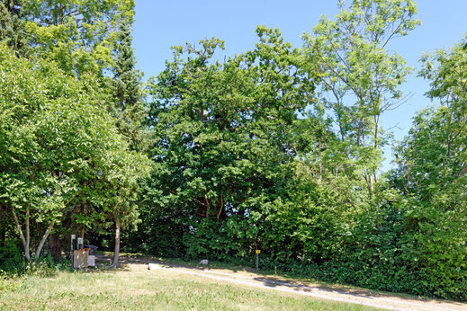 Eiche bei Jasdorf