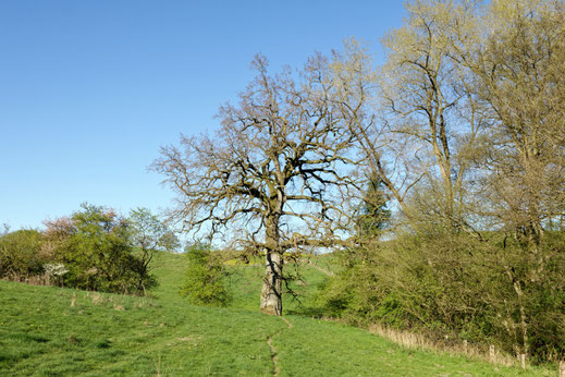 Bergfeld (BHU: 6,74 m)