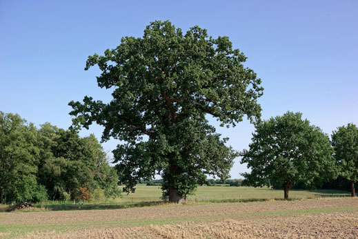 Eiche bei Dalwitz