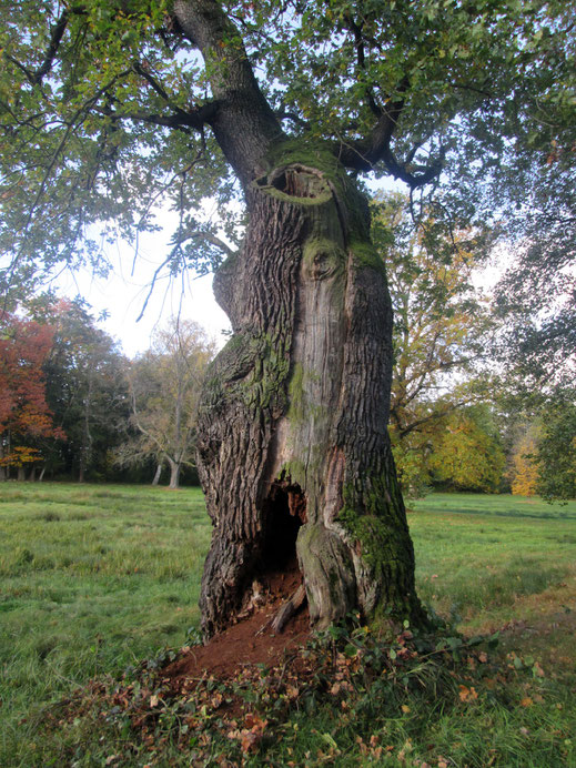 Eiche in Lindenau