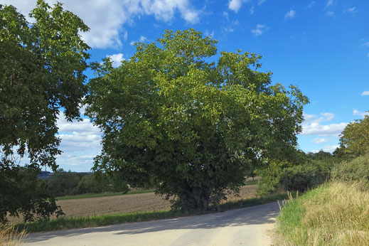 Walnuss bei Bad Mergentheim