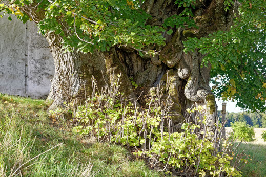 Linde bei Wallersberg