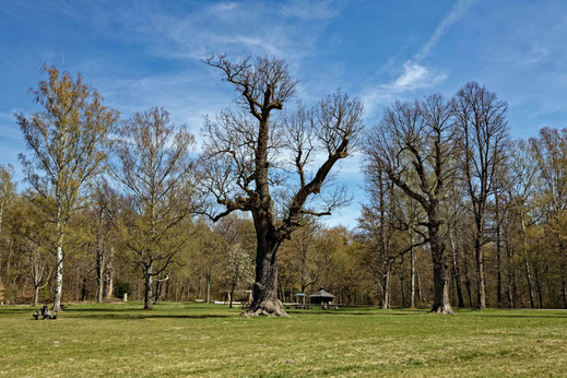 Eiche im Rotwildpark Stuttgart bei Stuttgart