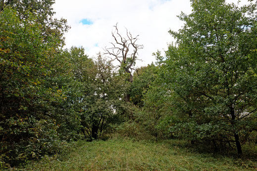 Weisdin (BHU: 6,65 m)