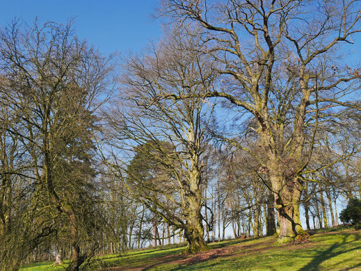 Blutbuche im Ohrbergpark in Emmerthal