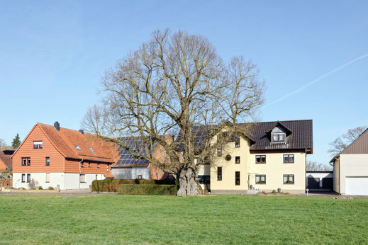 Linde in Varlosen