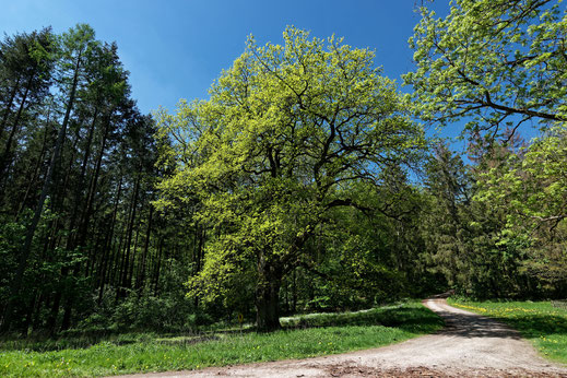 Eiche bei Anrode