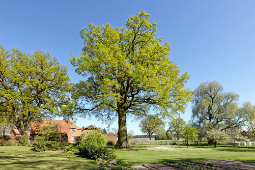 Güstau (BHU: 7,45 m)