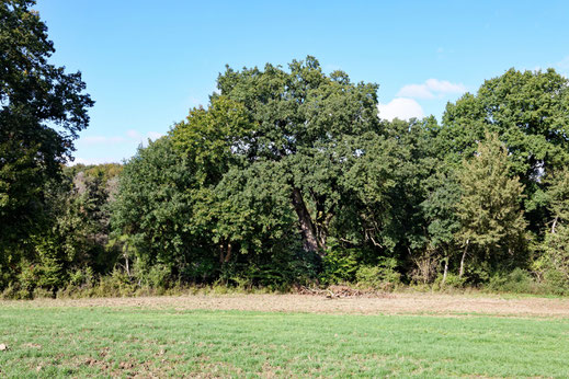 Blumenholz (BHU: 6,85 m)