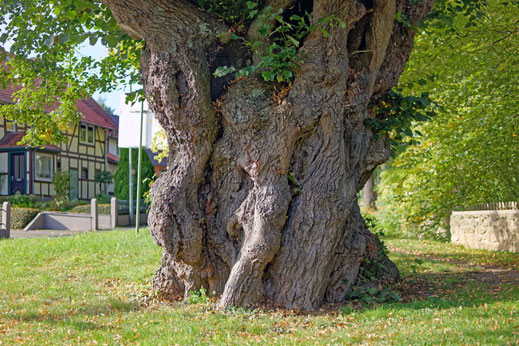 Linde in Elliehausen