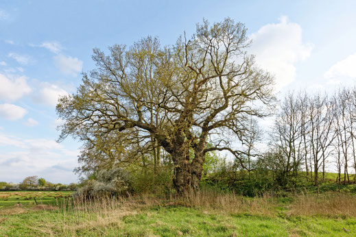 Blomnath (BHU: 7,56 m)