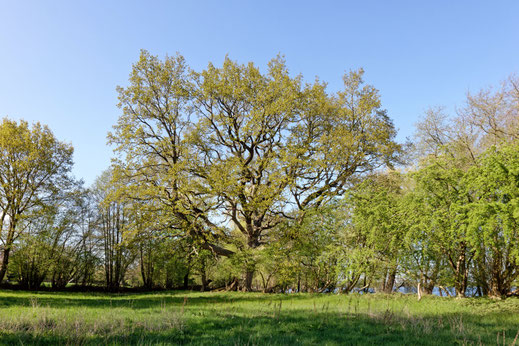 Godau (BHU: 6,15 m)