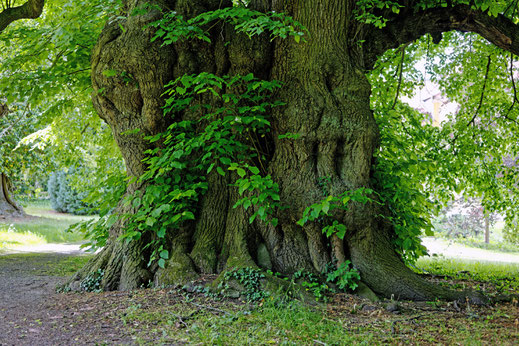 Pastorenlinde in Destedt