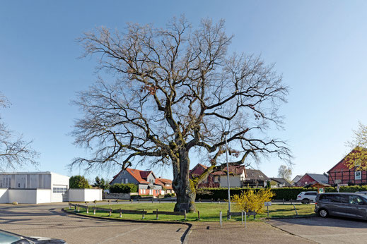Prügeleiche in Velpke