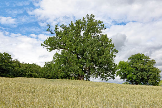 Eiche bei Vollratsruhe
