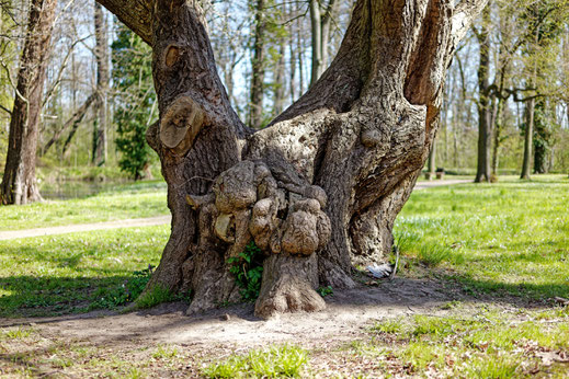 Ginkgo im Schlosspark Jahnishausen