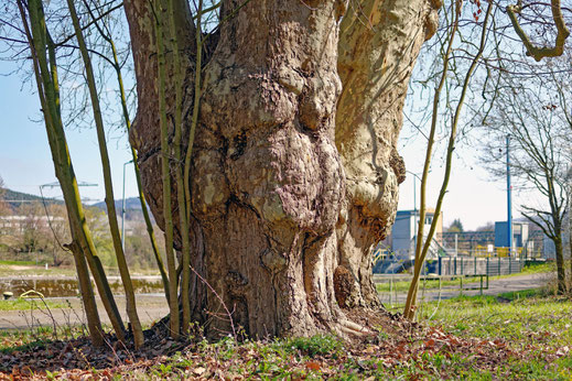 Platane bei Kleinheubach