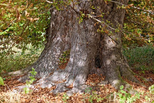 Pfarramts-Kastanie in Gladebeck