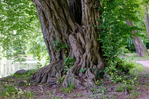 Hainbuche in Golßen