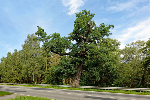 Ückeritz (BHU: 6,75 m)