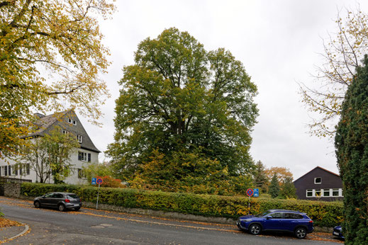 Stollenlinde in Goslar