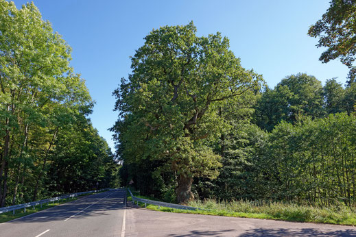 Eiche an der Marienglashöhle bei Friedrichroda