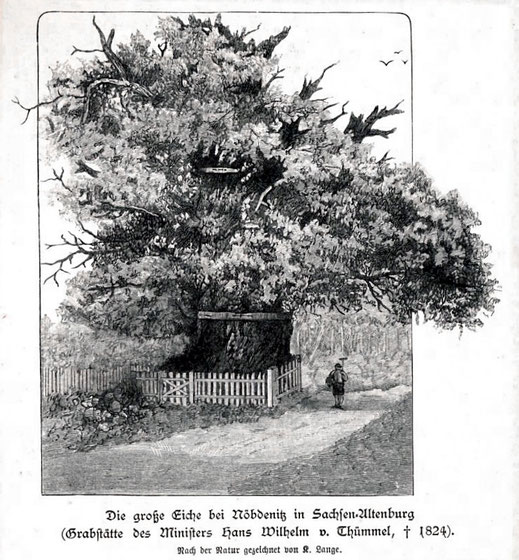 Große Eiche bei Nöbdenitz, K. Lange, Stich aus dem 19. Jahrhundert