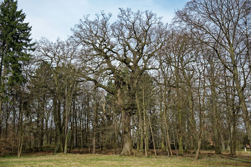 Eiche im Park bei Lehsen