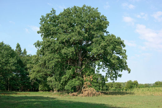 Eiche bei Glave