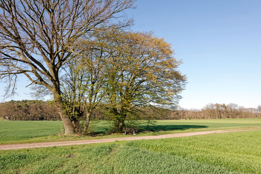 Hainbuche bei Eilvese