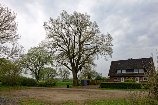 Eiche in Worth